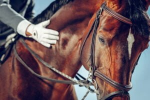 rsteddyhorsewear-ourstory