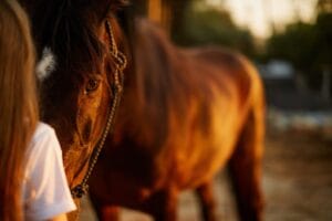 teddyhorsewear-horse-ourworld.jpg