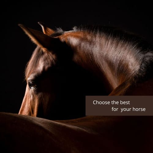 horse how to choose a good saddle pad
